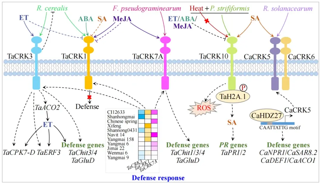Defense response-Crop stress resistance Defense response-Crop stress resistance