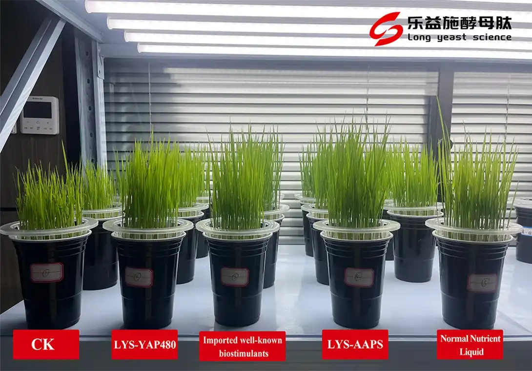 LYS-AAPS-Rice Growth Experiment LYS-AAPS-Rice Growth Experiment