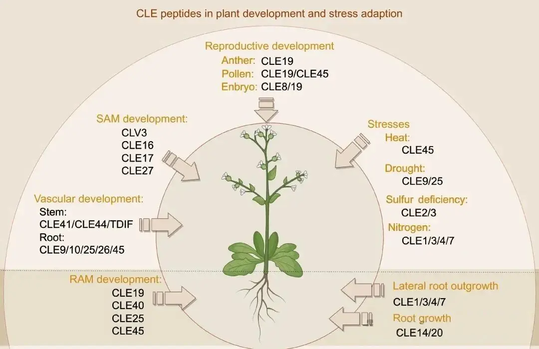 CLE peptides-plant development-stress adaption CLE peptides-plant development-stress adaption
