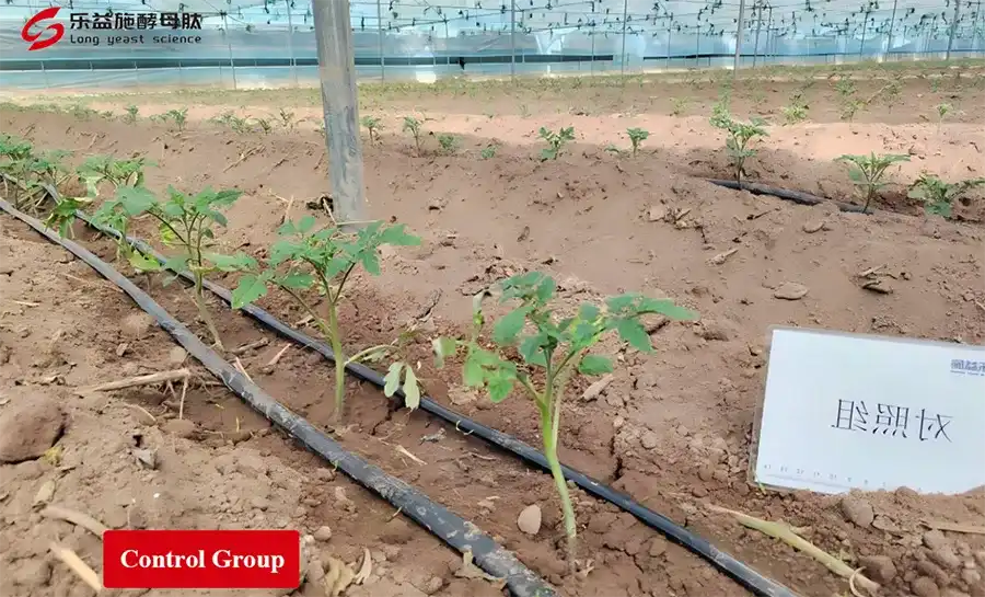 LYS Antiviral peptide trial-Tomato virus LYS Antiviral peptide trial-Tomato virus