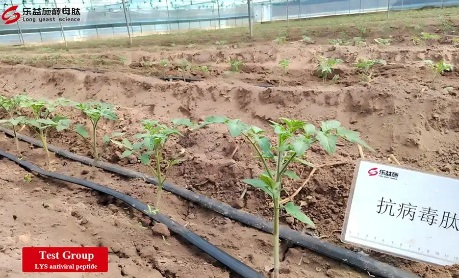 LYS Antiviral peptide trial-Tomato virus LYS Antiviral peptide trial-Tomato virus