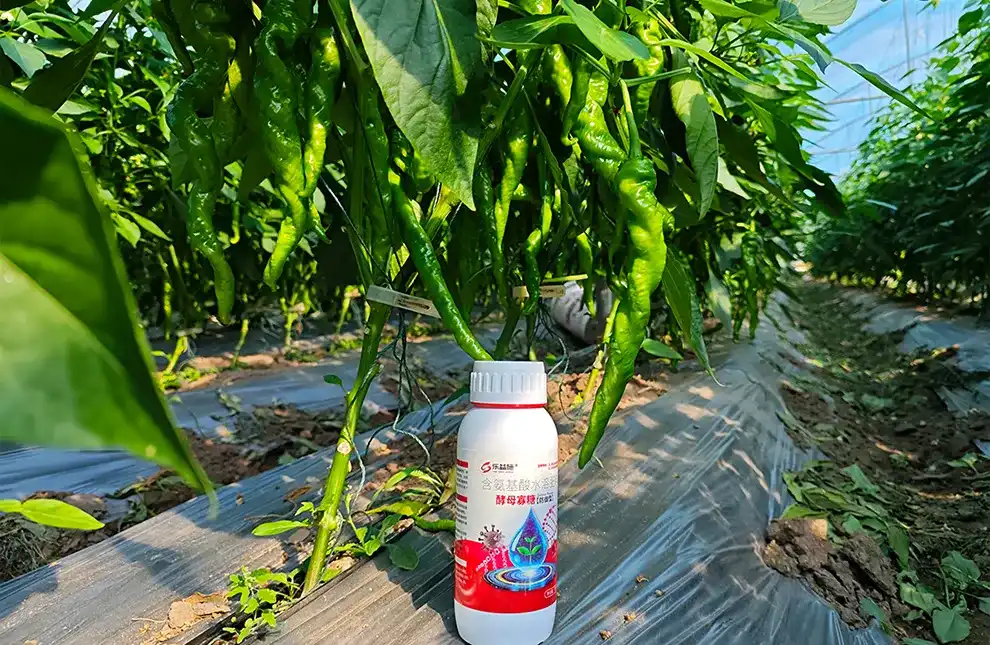 LYS antiviral peptide LYS antiviral peptide