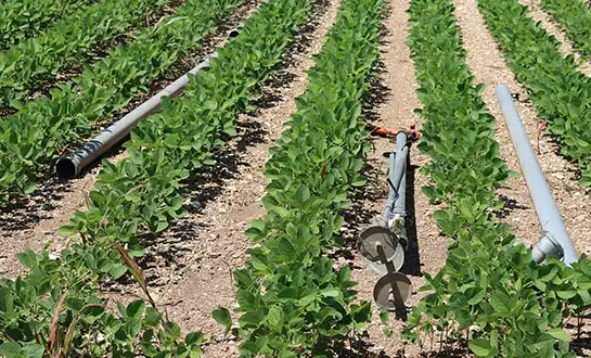 biostimulants biostimulants