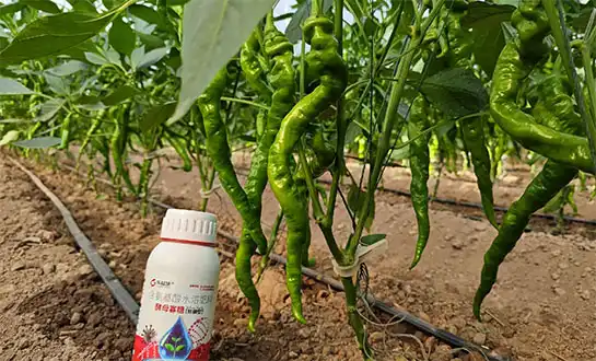 micronutrients for plants micronutrients for plants