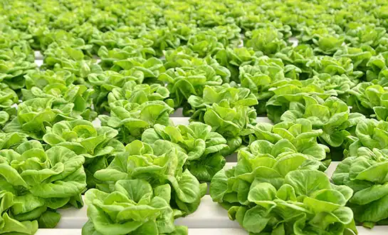 amino acid peptide biostimulants amino acid peptide biostimulants