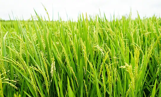 amino acid fertilizer amino acid fertilizer