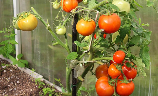 amino acid peptide foliar spray amino acid peptide foliar spray